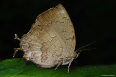 Surendra quercetorum