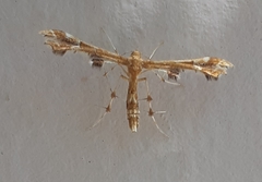 Geina periscelidactylus