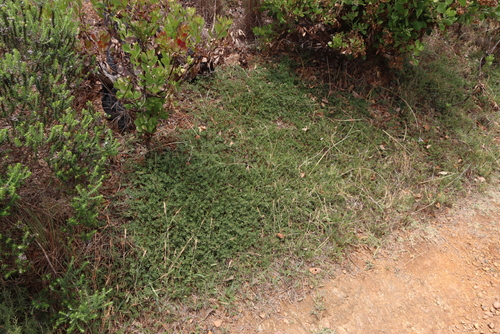 Image of Psoralea decumbens by (c) Tony Rebelo, some rights reserved (CC BY-SA)