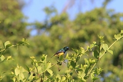 Cinnyris venustus falkensteini