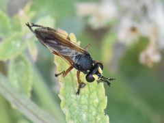 Physocephala rufipes