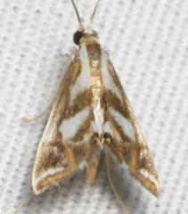 Chrysendeton imitabilis