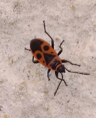 Pyrrhocoris apterus