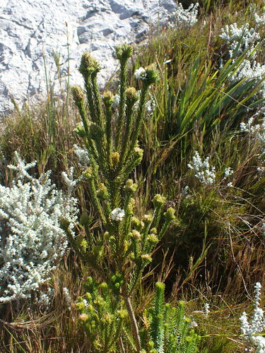 Image of Stilbe serrulata by (c) Ren Hoekstra, some rights reserved (CC BY)