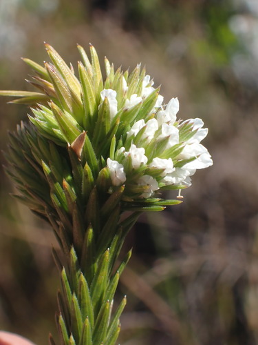Riviersonderend Candlestick (Stilbe serrulata)