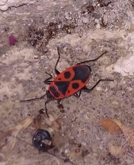 Pyrrhocoris apterus