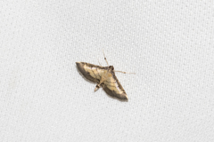 Cnaphalocrocis