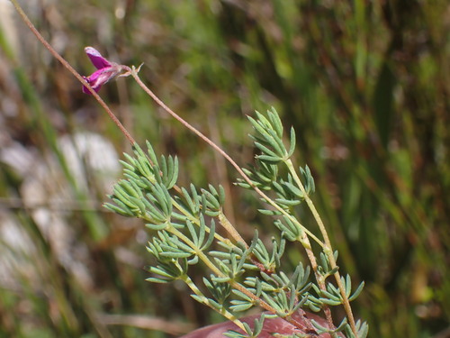 Galgeberg Indigo (Indigofera quinquefolia)