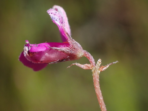 Image of Indigofera quinquefolia by (c) Ren Hoekstra, some rights reserved (CC BY)