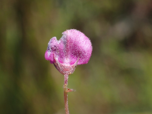 Image of Indigofera quinquefolia by (c) Ren Hoekstra, some rights reserved (CC BY)