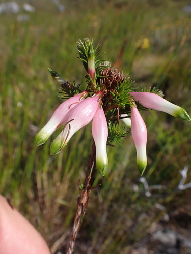Image of Erica fascicularis by (c) Ren Hoekstra, some rights reserved (CC BY)
