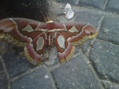 Rothschildia jacobaeae