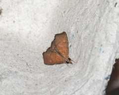Hemiscopis sanguinea