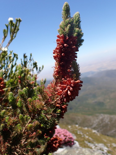 Flaming Heath (Erica ignita)