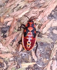 Spilostethus pandurus