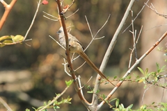 Colius striatus rhodesiae