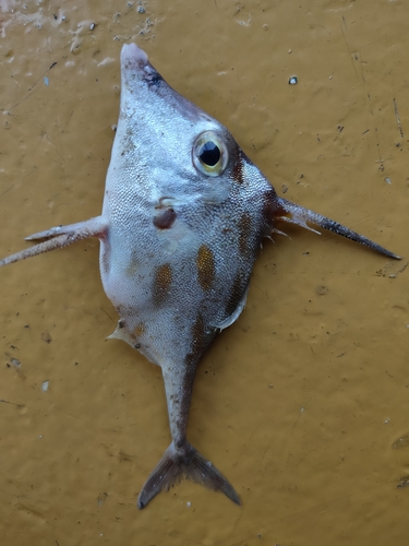 Blotched tripodfish (Pseudotriacanthus strigilifer) — Triacanthidae — 3