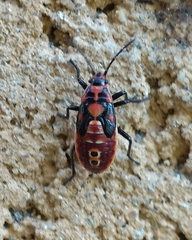 Spilostethus pandurus