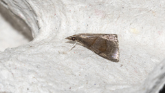 Hemiscopis