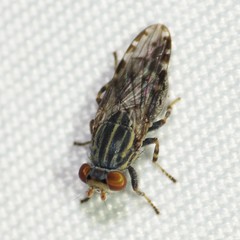 Paroedopa punctigera