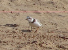 Charadrius melodus