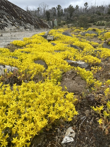 Aitrusis šilokas nuotrauka
