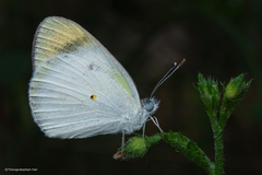 Colotis etrida