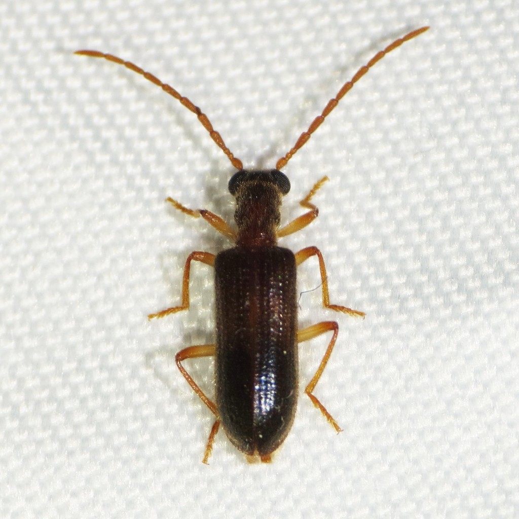 Cymatodera soror