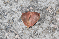 Arctioblepsis rubida