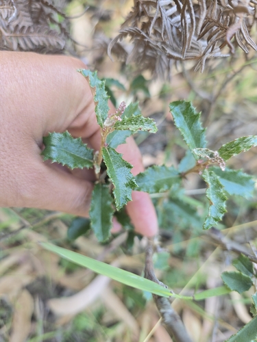 Image of Olearia erubescens by (c) Josh, some rights reserved (CC BY)