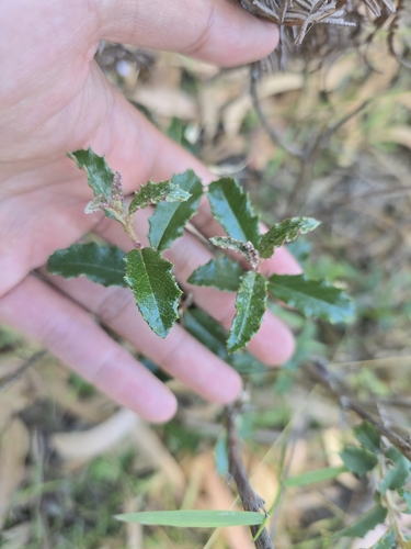 Image of Olearia erubescens by (c) Josh, some rights reserved (CC BY)