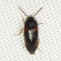Hallomenus scapularis