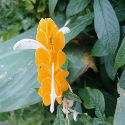 Pachystachys lutea