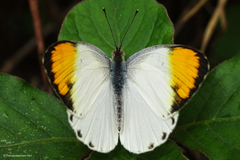 Colotis aurora