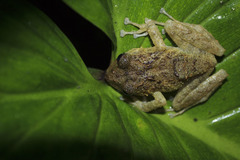 Pristimantis orpacobates