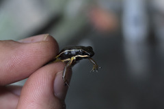 Silverstoneia erasmios