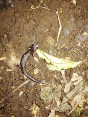 Cope's Mushroomtongue Salamander photo 2