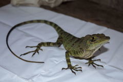 Anolis latifrons