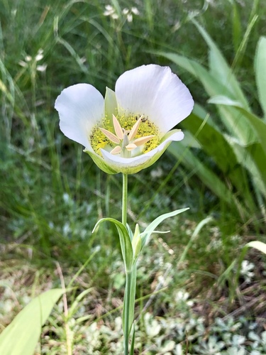 Calochortus gunnisonii S.Watson