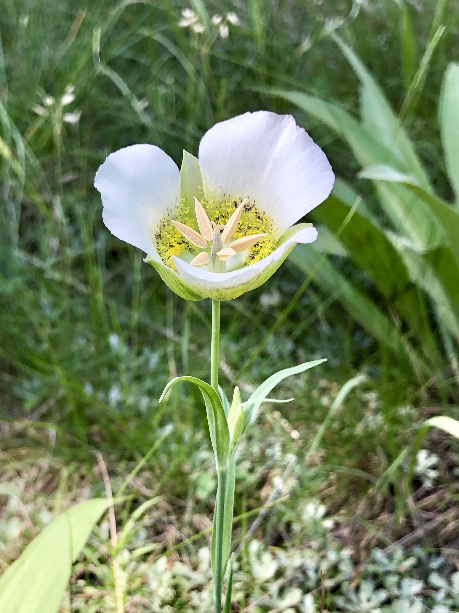 Calochortus gunnisonii
