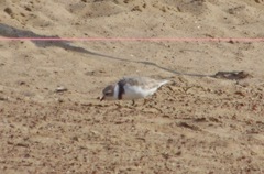 Charadrius melodus