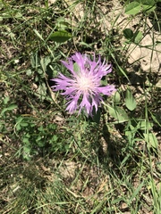 Psephellus paucilobus