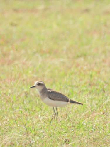 Gravelot asiatique