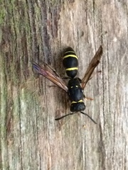 Symmorphus bifasciatus