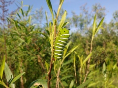 Rothschildia jacobaeae