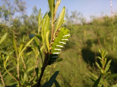Rothschildia jacobaeae