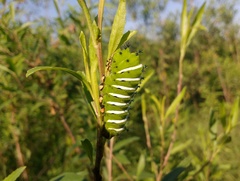 Rothschildia jacobaeae