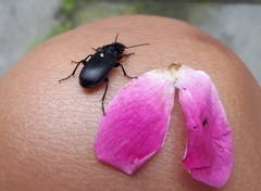 Pterostichus melanarius