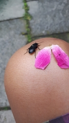 Pterostichus melanarius