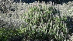 Echium callithyrsum, photograph (c) fmunoz, some rights reserved (CC BY)
